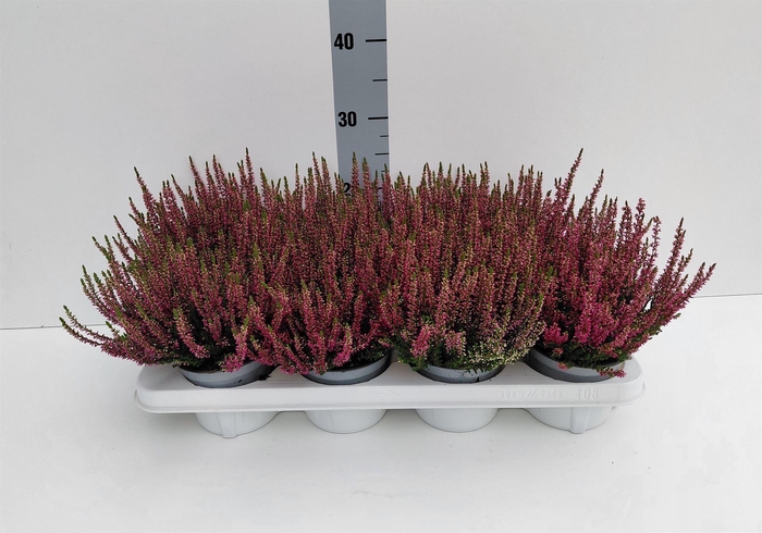 Calluna vulg. 'Beauty L Linda'