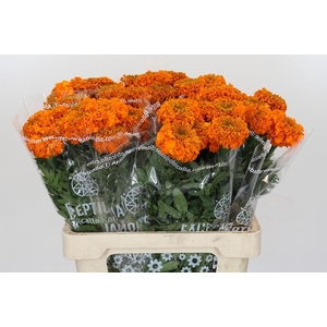 Tagetes Marigold Promise Orange