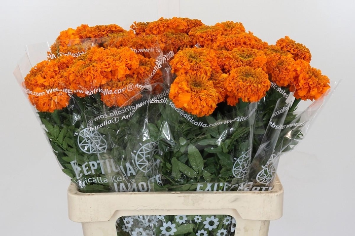 Tagetes Marigold Promise Orange