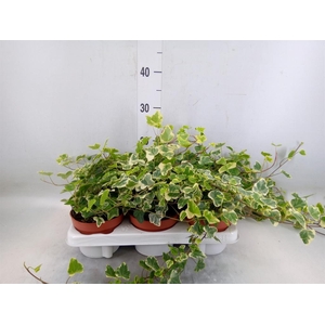 Hedera helix 'White Wonder'