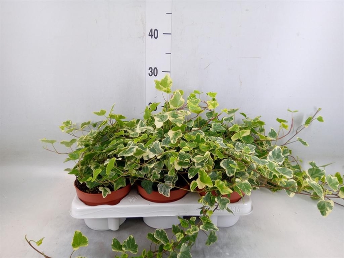 <h4>Hedera helix 'White Wonder'</h4>