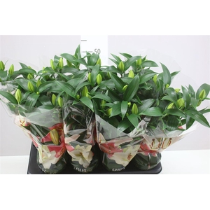 Lil Or Sunny Bahamas 3pp White