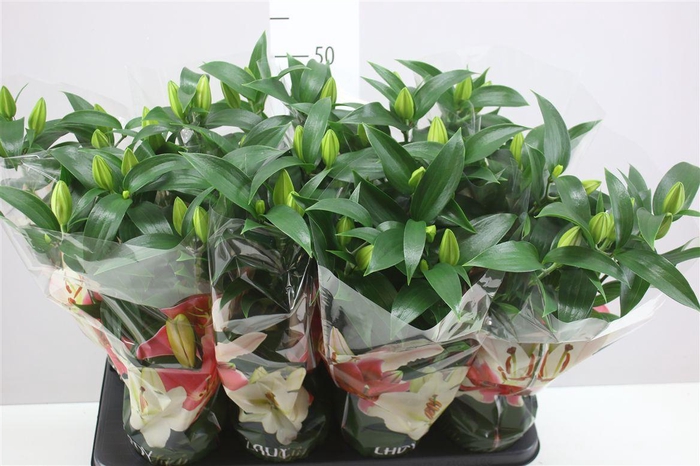 <h4>Lil Or Sunny Bahamas 3pp White</h4>