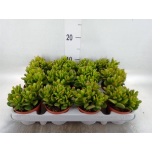 Crassula ovata 'Gandalf'