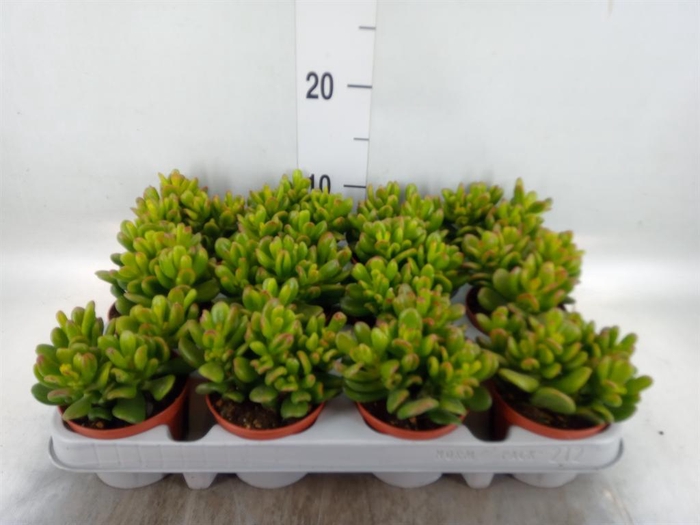 <h4>Crassula ovata 'Gandalf'</h4>