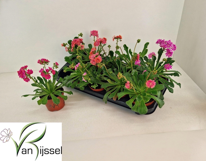 <h4>LEWI COTYLEDON</h4>