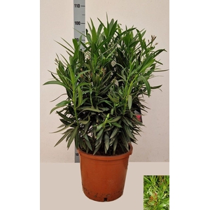 NERI OLEANDER