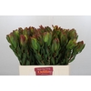 Leucadendron Laurel Yellow