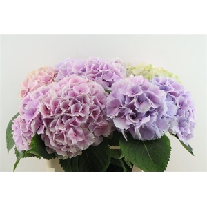 Hydr M Verena Pastel 80-22