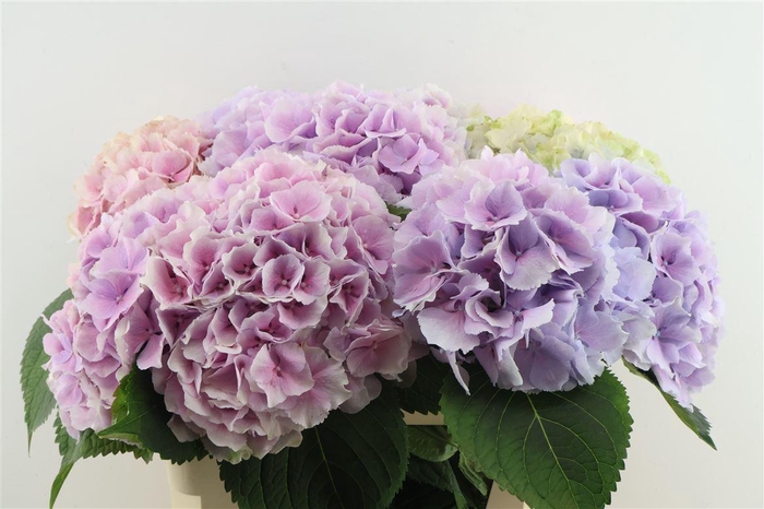<h4>Hydr M Verena Pastel 80-22</h4>
