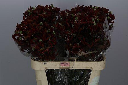 Anigoz Early Spring 110 Cm Super