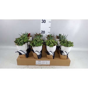 Arr.   Kamerplant Groen L%