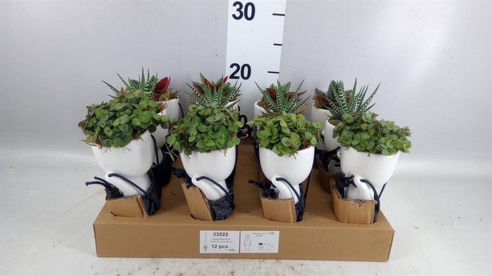 <h4>Arr. Kamerplant Groen L%</h4>