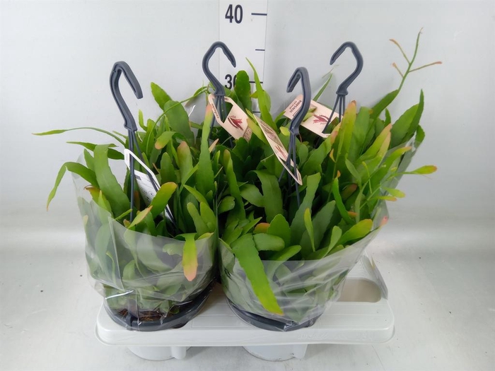 <h4>Rhipsalis   ...</h4>