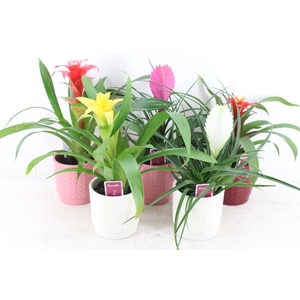 arr3 ZS - Bromelia bubble pot x8