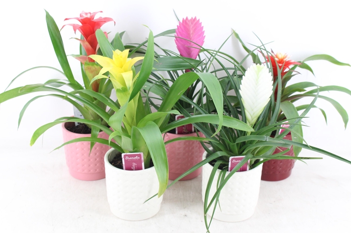 <h4>arr3 ZS - Bromelia bubble pot x8</h4>