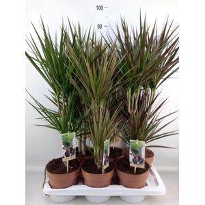Dracaena   ...mix