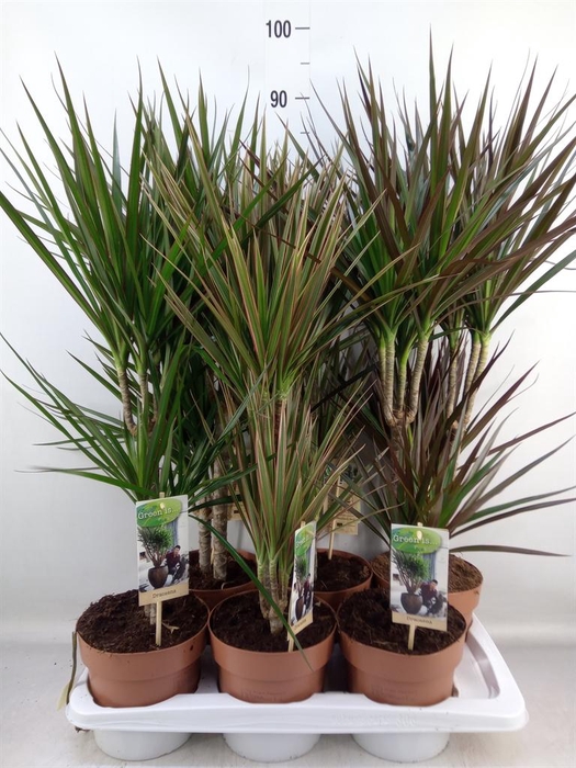 <h4>Dracaena   ...mix</h4>