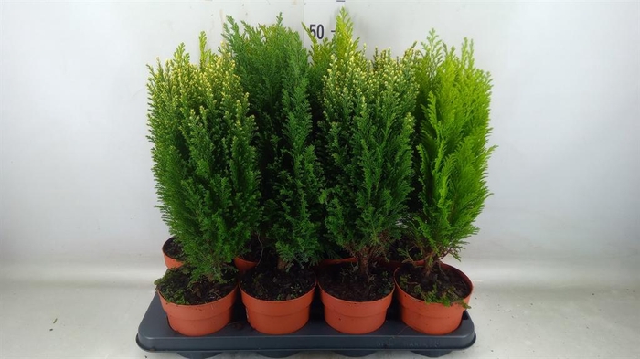 <h4>Conifers   ...mix</h4>