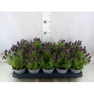 Lavandula stoec. 'Bandera Purple'