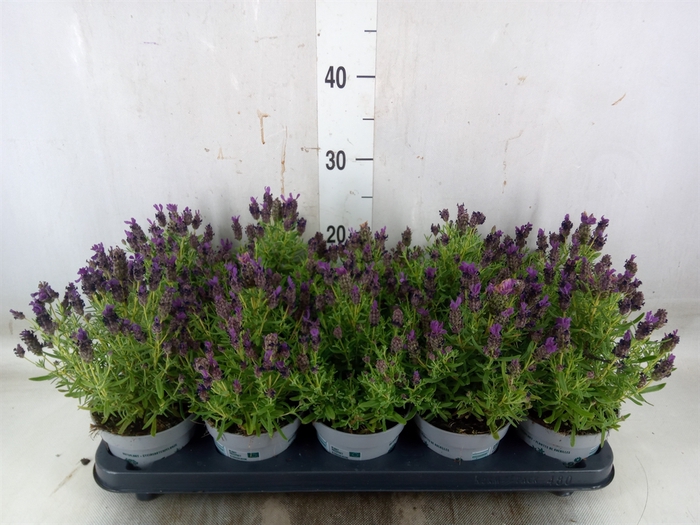 <h4>Lavandula stoec. 'Bandera Purple'</h4>