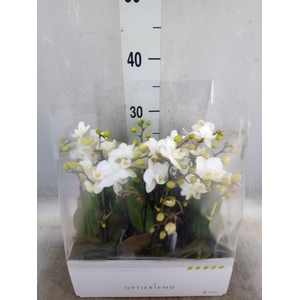 Phalaenopsis multi.   ...white