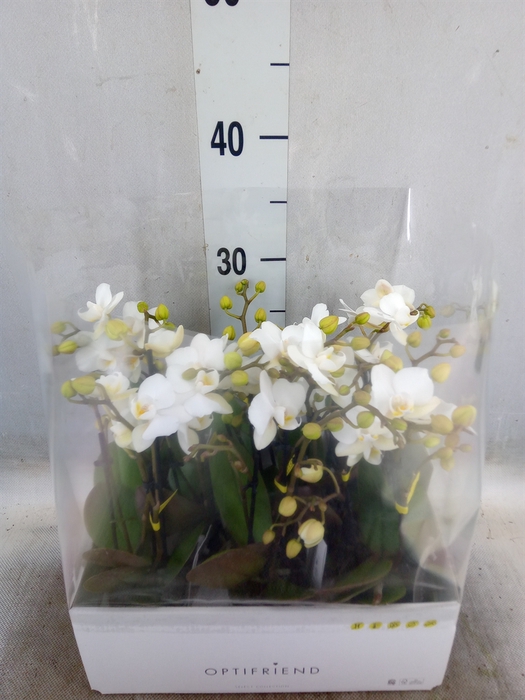 <h4>Phalaenopsis multi.   ...white</h4>