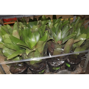 BROMELIA IMPERIAL P27 VERDE/VERMELHO