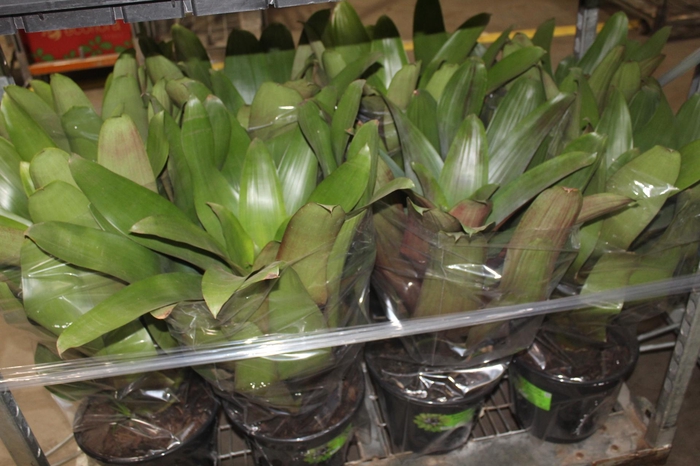 <h4>BROMELIA IMPERIAL P27 VERDE/VERMELHO</h4>