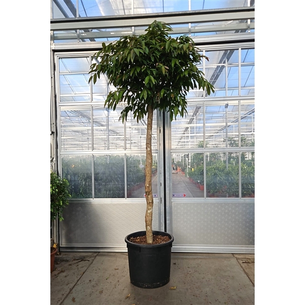 <h4>Ficus Amstel King</h4>