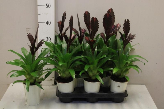 <h4>VRIES CATHY P</h4>