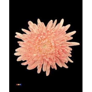 Chr G Topspin Dusty Pink