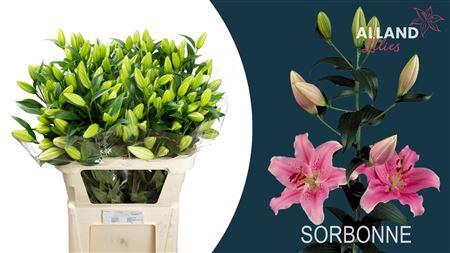 <h4>LI OR SORBONNE 3 ANGEBOT</h4>