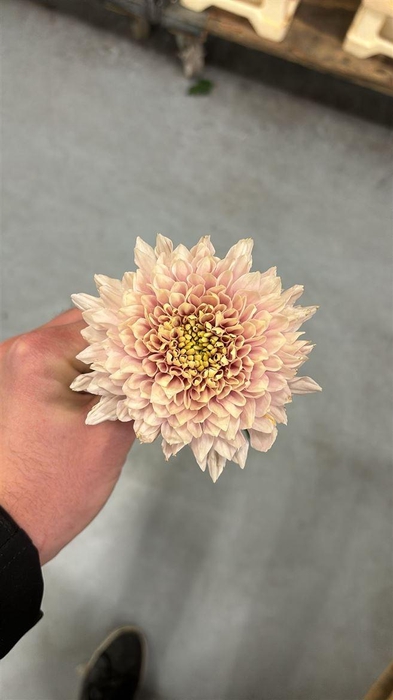 <h4>Chrys Romancero</h4>