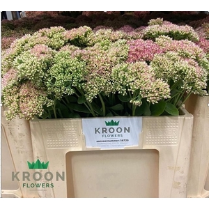 SEDUM SPECTABILE BLO