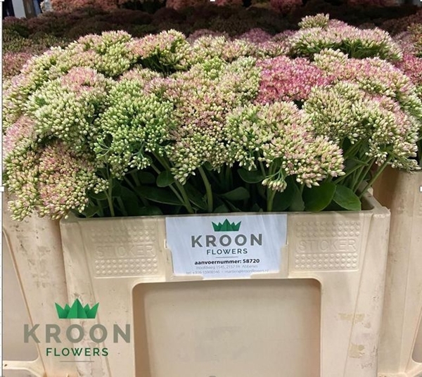 <h4>SEDUM SPECTABILE BLO</h4>