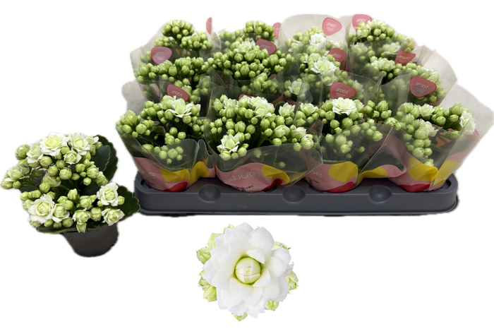 <h4>KAL GE RF GRETA</h4>