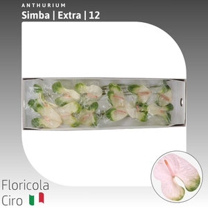 Anthurium Simba | Extra