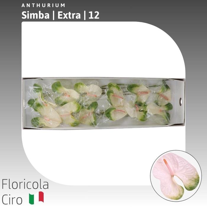 <h4>Anthurium Simba | Extra</h4>