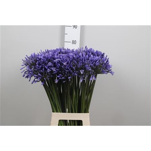 Agapanthus TR 'Dr. Brouwer'