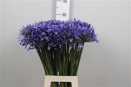 <h4>Agapanthus TR 'Dr. Brouwer'</h4>