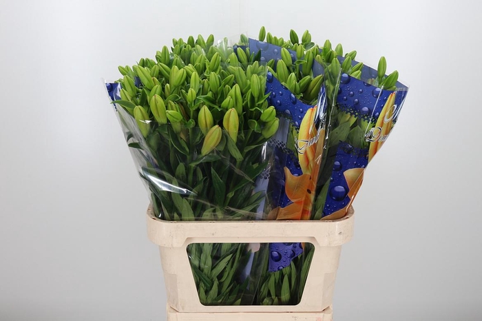 <h4>Li La Menorca</h4>