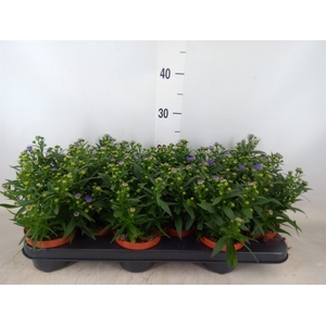 Aster n-b 'Starletta Blue'