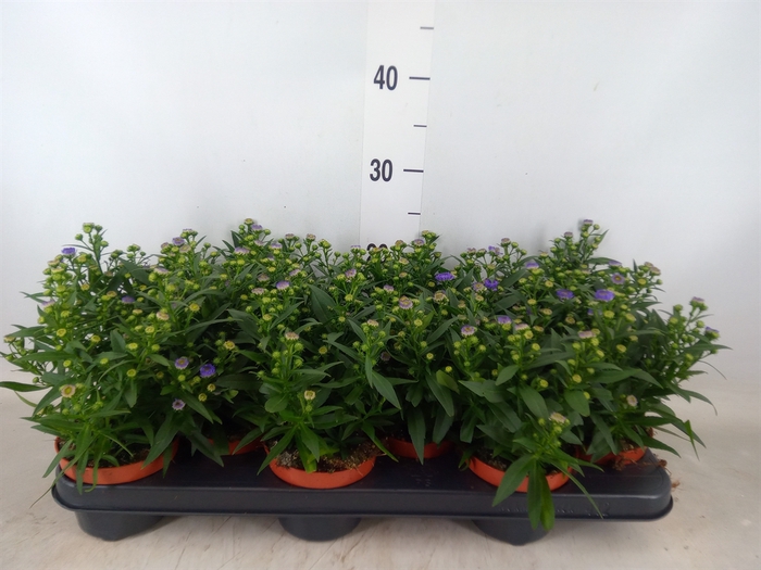 <h4>Aster n-b 'Starletta Blue'</h4>