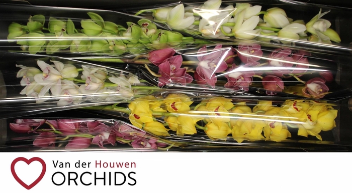 <h4>80 cm gemengd</h4>