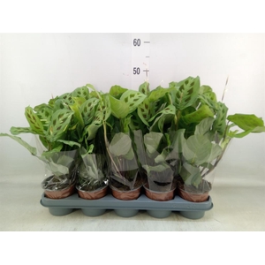 Maranta leuc. 'Kerchoveana'