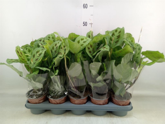 <h4>Maranta leuc. 'Kerchoveana'</h4>