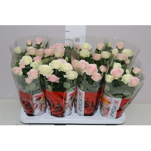 Rosa Infinity Carnaval