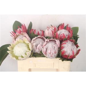 Protea King Mix