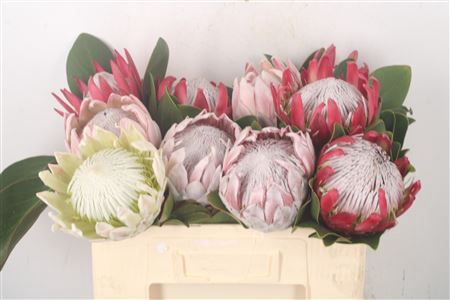 <h4>Protea King Mix</h4>